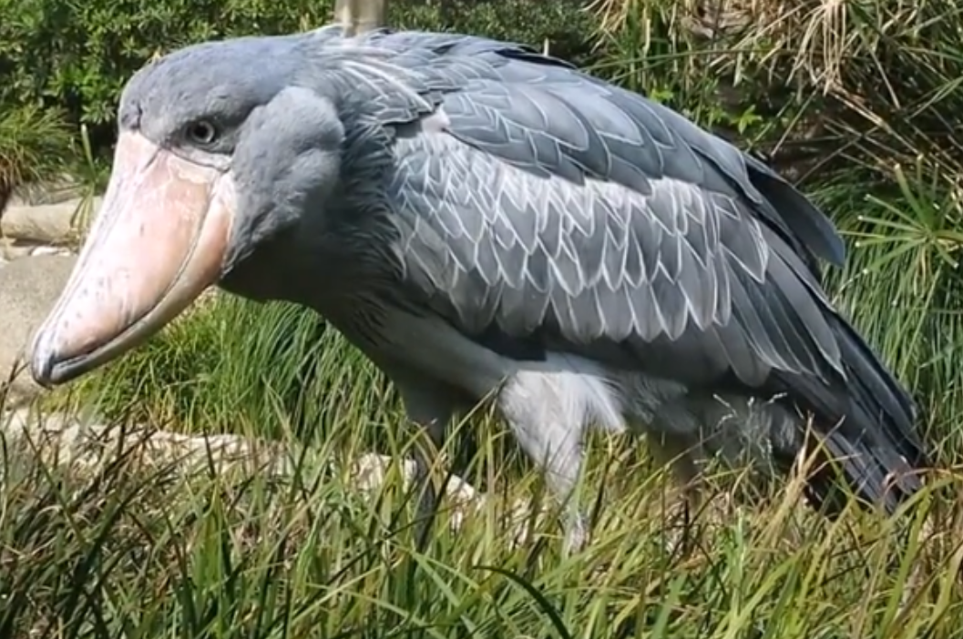 鯨鳥(niǎo)冬季購(gòu)物熱，轉(zhuǎn)運(yùn)隔岸送溫暖_鯨鳥(niǎo)冬季購(gòu)物熱，轉(zhuǎn)運(yùn)隔岸送溫暖_