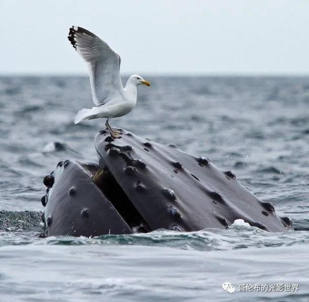 鯨鳥(niǎo)冬季購(gòu)物熱，轉(zhuǎn)運(yùn)隔岸送溫暖__鯨鳥(niǎo)冬季購(gòu)物熱，轉(zhuǎn)運(yùn)隔岸送溫暖