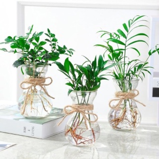 廈門辦公室綠植養(yǎng)護有什么技巧？