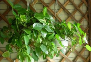 廈門辦公室綠植怎么選？適合擺放辦公室的6大類綠植！