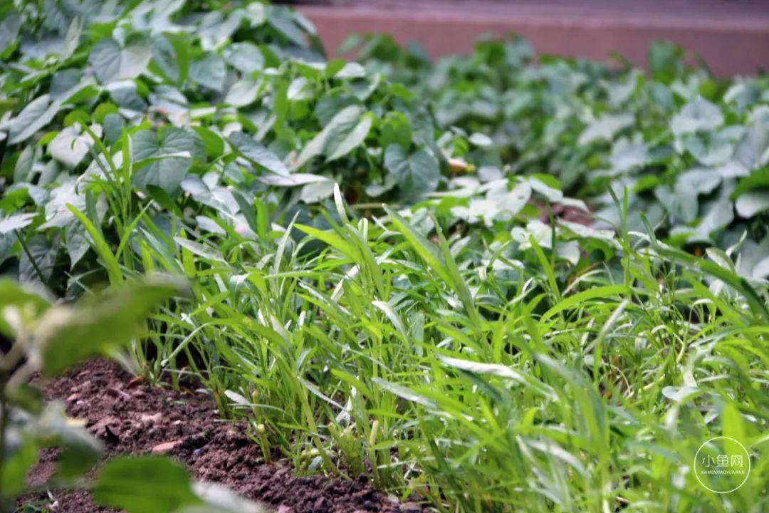 別墅廈門裝修圖片_廈門別墅裝修價格_廈門裝修別墅