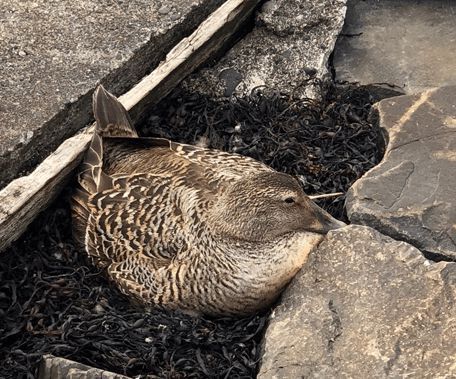 寒冬將至，冰島雁鴨絨供不應(yīng)求年產(chǎn)量?jī)H3000公斤，King Eider冰島雁鴨絨珍奢床品帶來溫暖好眠