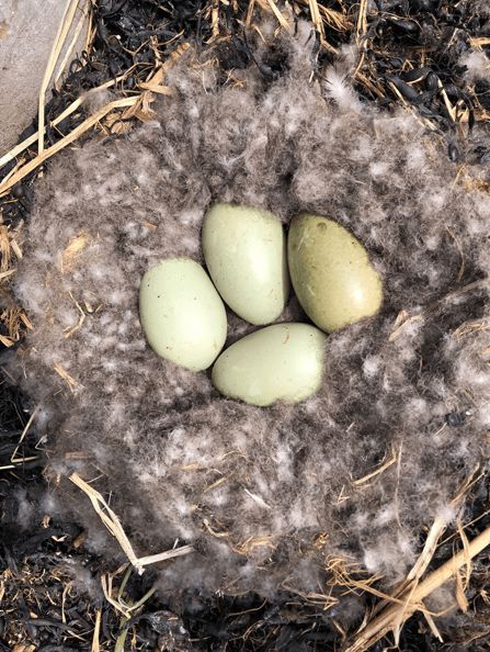 寒冬將至，冰島雁鴨絨供不應(yīng)求年產(chǎn)量?jī)H3000公斤，King Eider冰島雁鴨絨珍奢床品帶來溫暖好眠