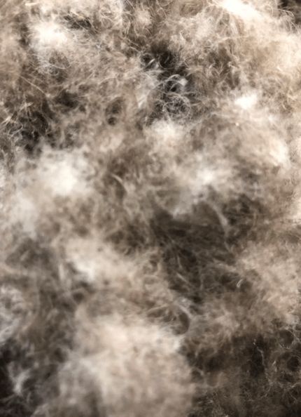 寒冬將至，冰島雁鴨絨供不應(yīng)求年產(chǎn)量?jī)H3000公斤，King Eider冰島雁鴨絨珍奢床品帶來溫暖好眠