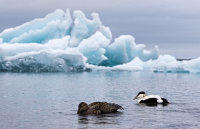 寒冬將至，冰島雁鴨絨供不應(yīng)求年產(chǎn)量?jī)H3000公斤，King Eider冰島雁鴨絨珍奢床品帶來溫暖好眠