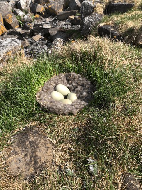 寒冬將至，冰島雁鴨絨供不應(yīng)求年產(chǎn)量?jī)H3000公斤，King Eider冰島雁鴨絨珍奢床品帶來溫暖好眠